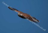 Kestrel