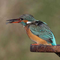 Passion for angling