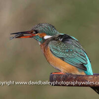 Kingfisher