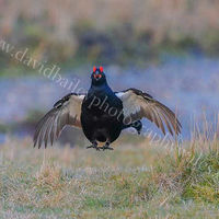 Lek's dance. (Black grouse)