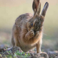 Peek a Boo (Leveret)