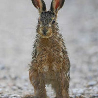 Bad hare day