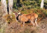 New Forest Stag