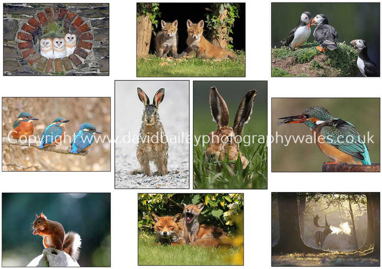 A pack of ten of my best selling greeting cards as seen in the image, £30.00 inc P&P. Click on this thumbnail to order.