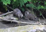 Otter Cubs