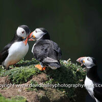 Puffins