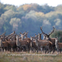 Red Deer 1