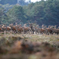 Red Deer