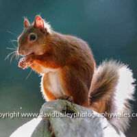 Red Squirrel