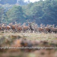 Red Deer 2