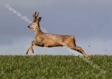 Roe Deer