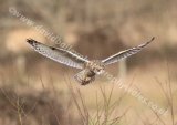 Short-eared Owl