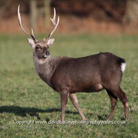 Sika Stag 1
