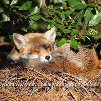Sleepy Fox