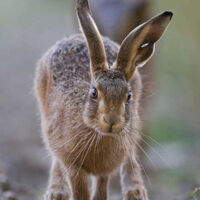 Snug Hare