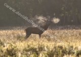 Stag Bellowing