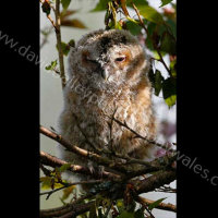 Tawny Owl Chick
