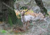 The White Buck