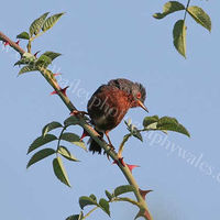 Thorn bird (Dartford warbler)