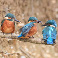 Three kings