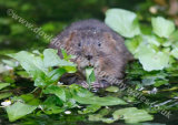 Water Vole