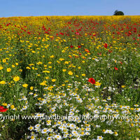 Wild Flowers
