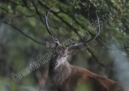 Young Stag
