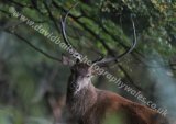 Young Stag