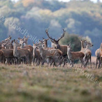 Here deer and everywhere