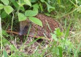 Hedgehog