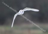 Barn Owl Daytime Hunting