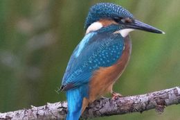 Kingfisher (Alcedo atthus)