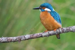 Kingfisher (Alcedo atthus)
