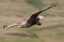 White Tailed Sea Eagle ( Haliaetus albiculla )