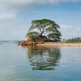Summer's day Old Oak, Red Rock, Bishopsteignton