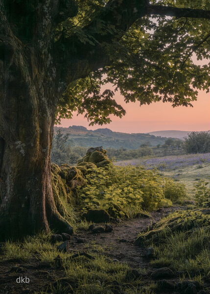 Sunrise Glow - Emsworthy Mire, Dartmoor National Park, Devon