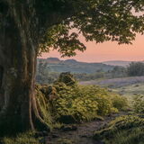 Sunrise Glow - Emsworthy Mire, Dartmoor National Park, Devon