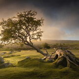 Determined - sunrise Dartmoor National Park
