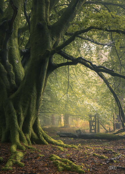 Inclement Bliss - Haldon Forest, Devon