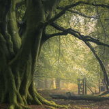 Inclement Bliss - Haldon Forest, Devon