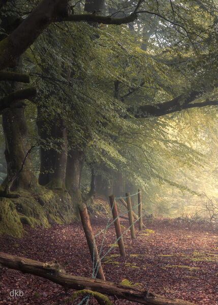 Barbed - Haldon Forest, Devon