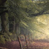 Barbed - Haldon Forest, Devon