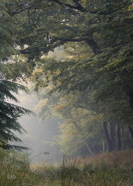 Devine Calm - Haldon Forest, Devon