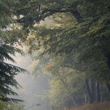 Devine Calm - Haldon Forest, Devon