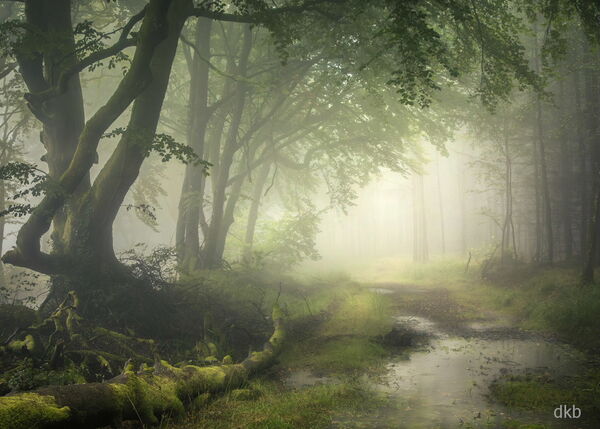 Daydreamer - Haldon Forest, Devon