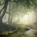 Daydreamer - Haldon Forest, Devon