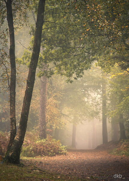 Into the light - Haldon Forest, Devon