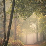 Into the light - Haldon Forest, Devon