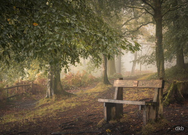 That View - Haldon Forest, Devon