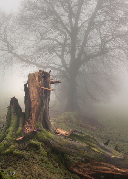 Succumb - Yarner Wood, Dartmoor National Park, Devon